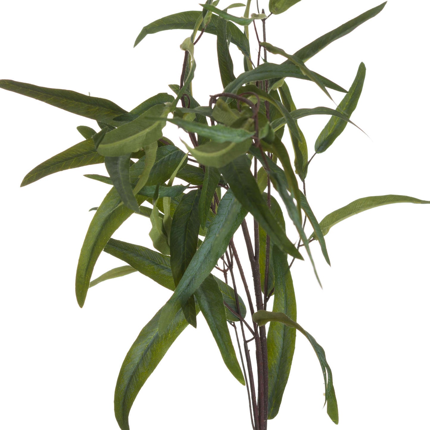 Eucalyptus Nicholii Spray Green Plastic 20107