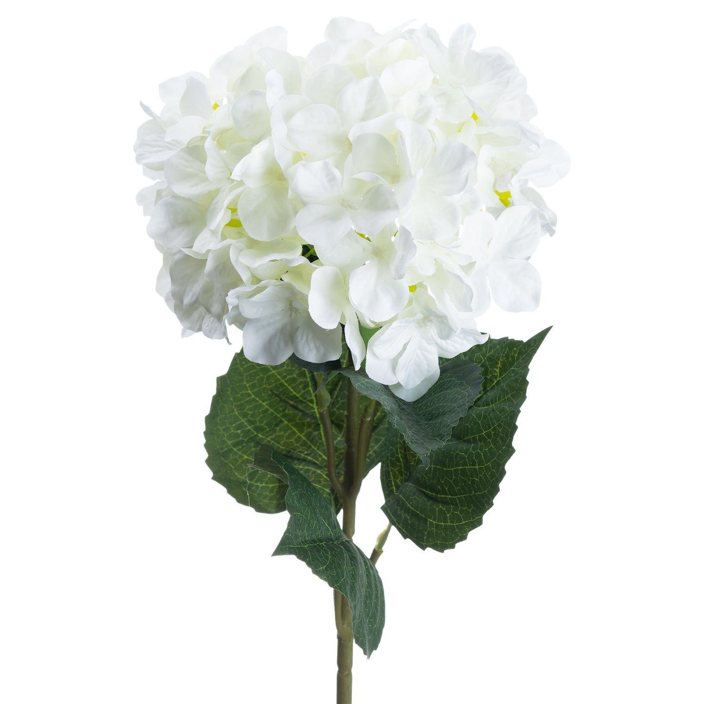 Single White Hydrangea 20488