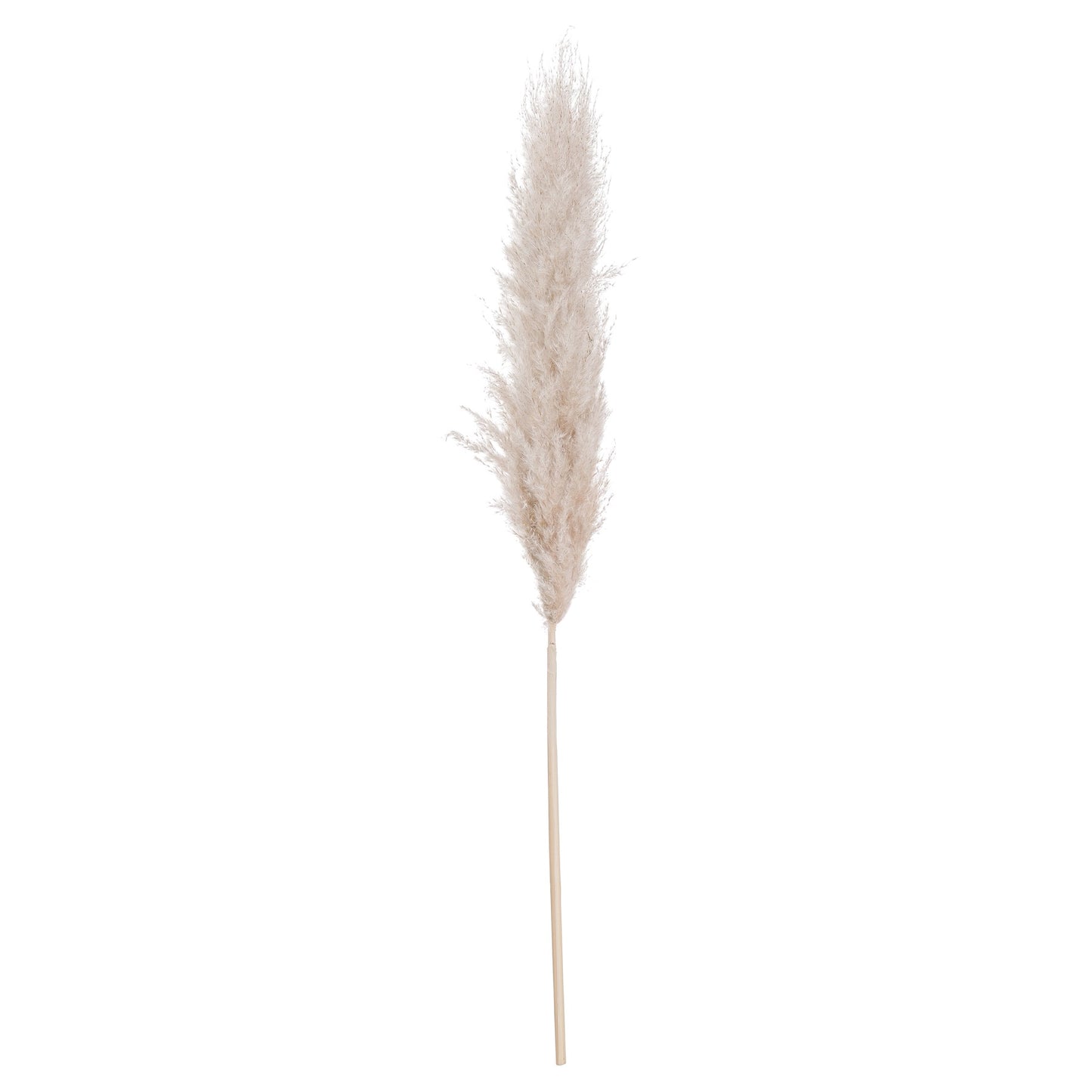 Cream Pampas Grass 20543