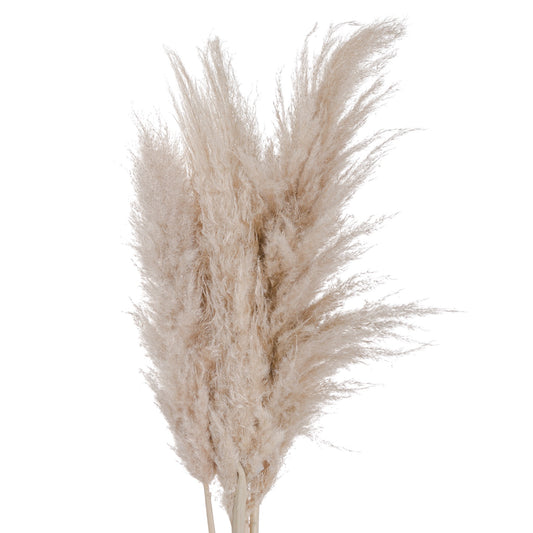 Cream Pampas Grass 20543