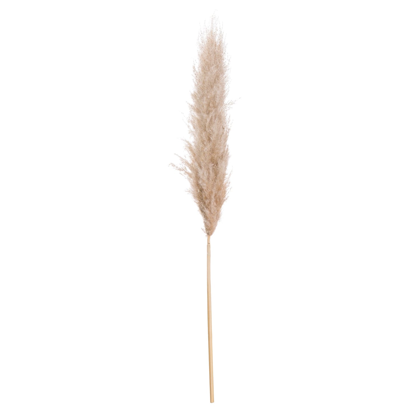 Butter Pampas Grass 20544