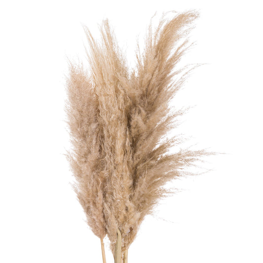 Butter Pampas Grass 20544