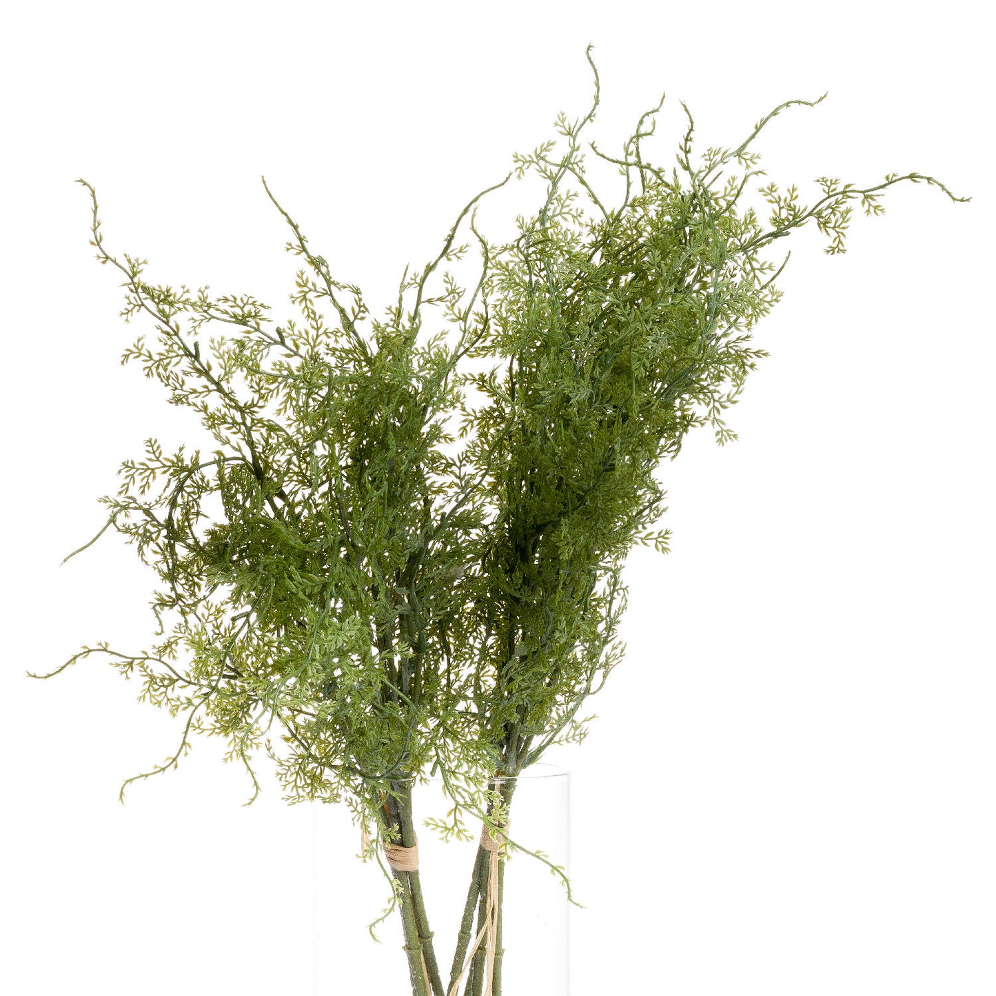 Asparagus Fern Bunch 20915