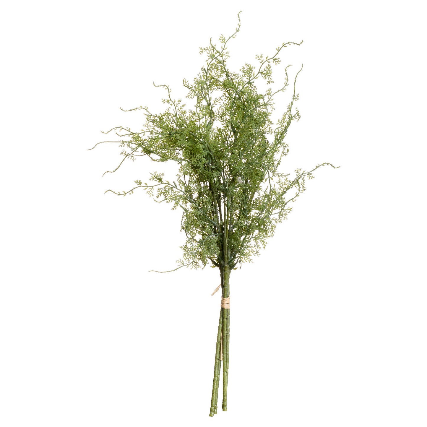 Asparagus Fern Bunch 20915