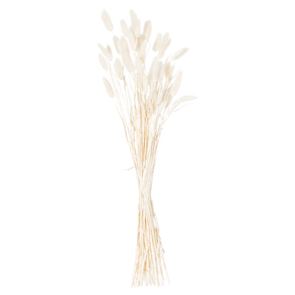 Dried White Bunny Tail Bunch Of 60 21690