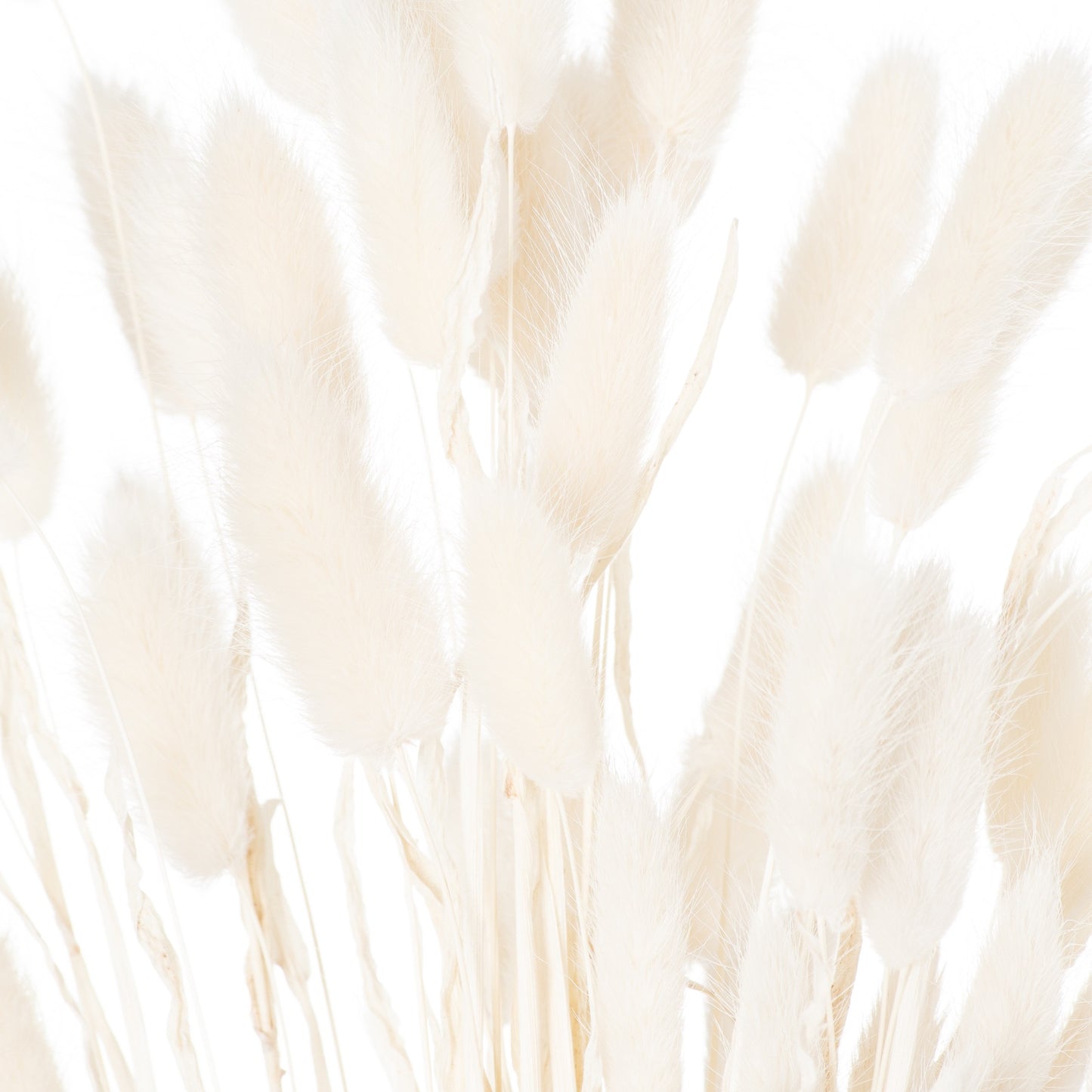 Dried White Bunny Tail Bunch Of 60 21690