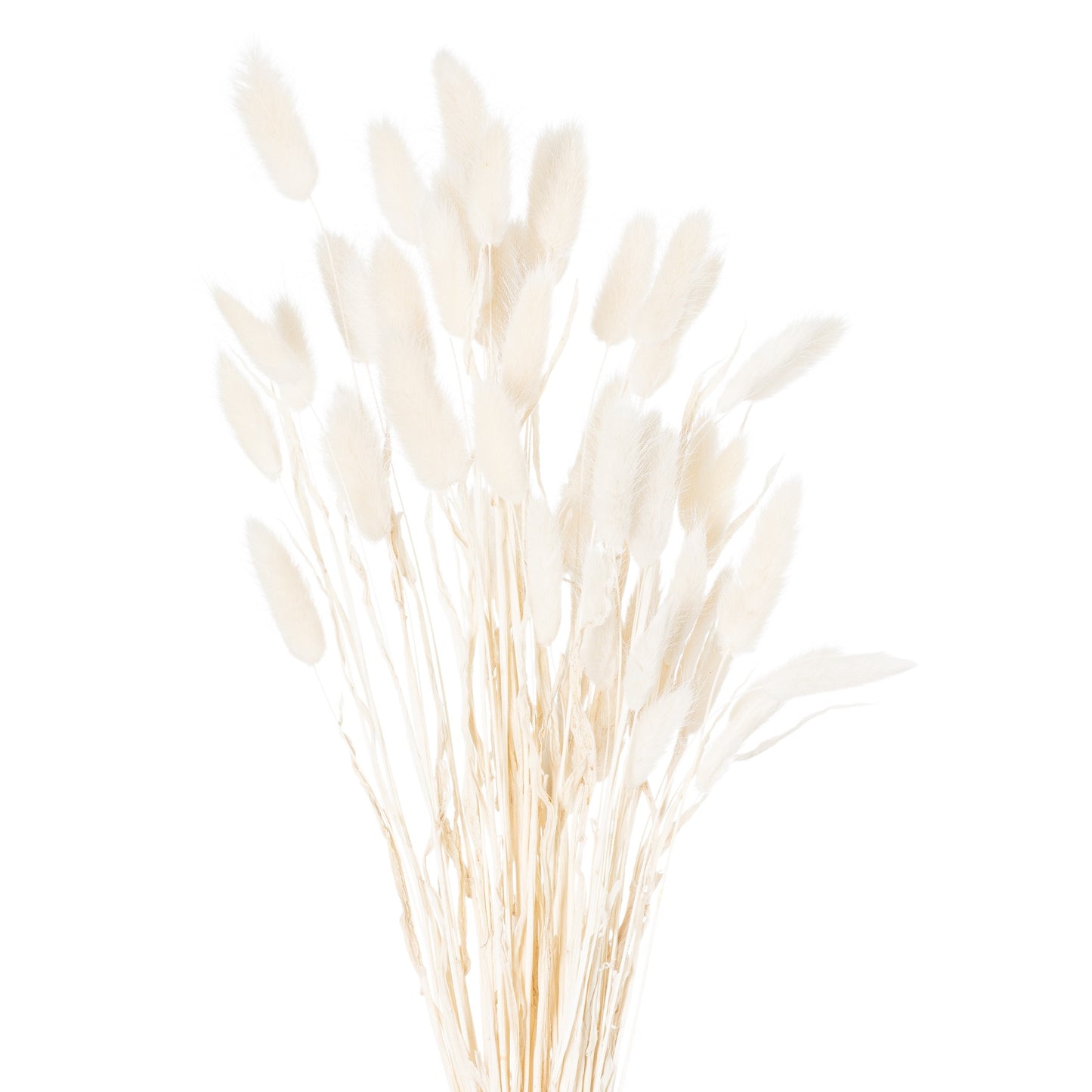 Dried White Bunny Tail Bunch Of 60 21690