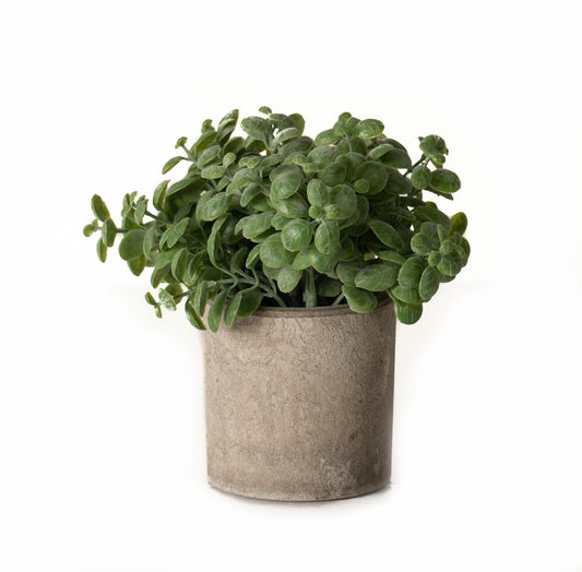 Basil Plant In Stone Effect Pot Green Plastic 22096