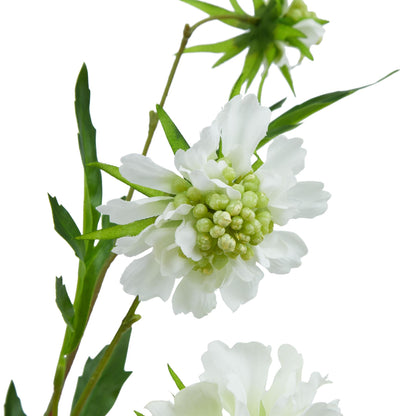 The Natural Garden Collection White Scabious Stem White Plastic 23415