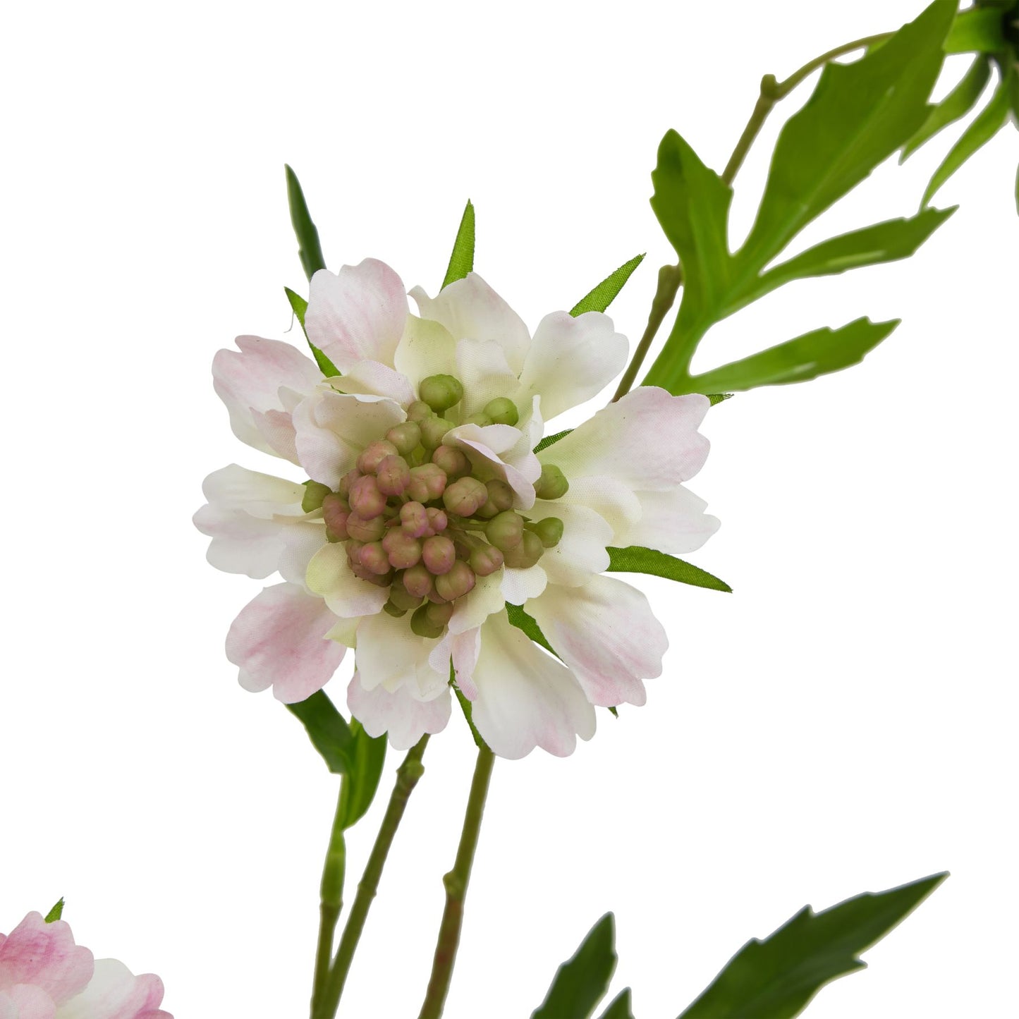 The Natural Garden Collection Pale Pink Scabious Stem Pink Plastic 23416