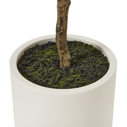 Apulia Olive Tree In White Pot 180 Cm Brown Plastic 23707