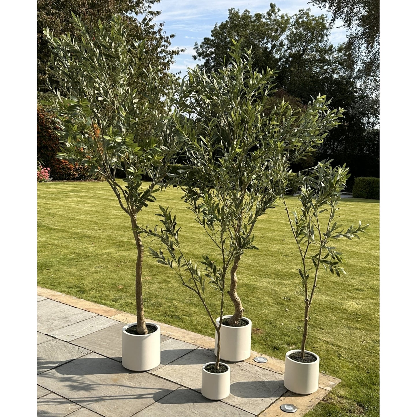 Apulia Olive Tree In White Pot 180 Cm Brown Plastic 23707