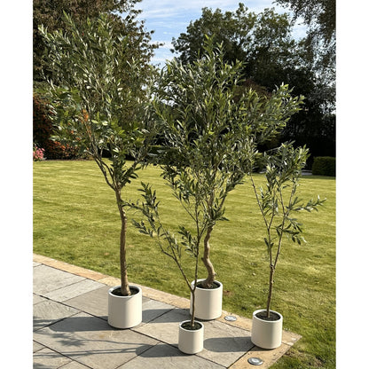 Apulia Olive Tree In White Pot 180 Cm Brown Plastic 23707