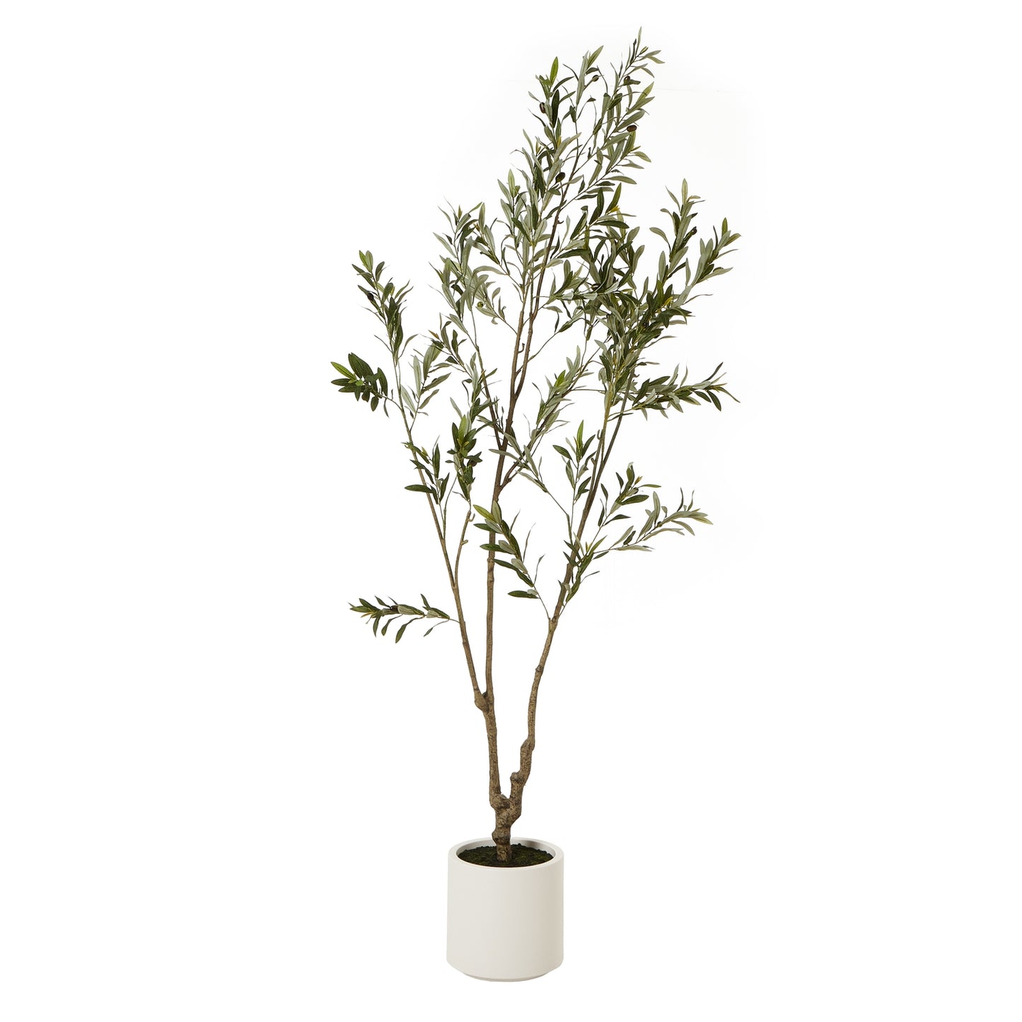 Apulia Olive Tree In White Pot 210 Cm Brown Plastic 23708