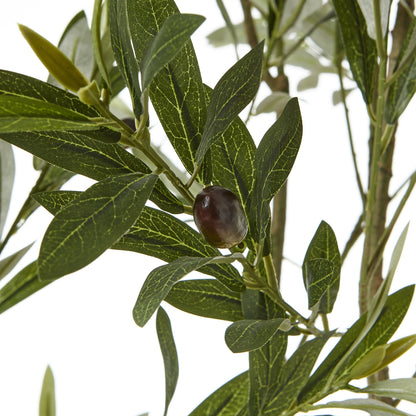 Apulia Olive Tree In White Pot 200 Cm Brown Plastic 23709