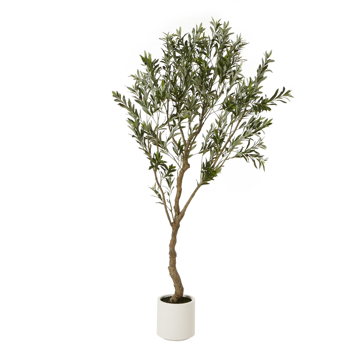 Apulia Olive Tree In White Pot 200 Cm Brown Plastic 23709